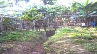 View of Cross Regulator with earthen canal (Released of water stopped due to harvesting season)