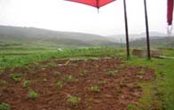 A View of the Pipe Exit at the Tail End of the Right Bank of the Command Area